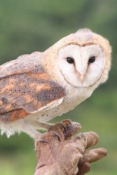 Picture of a barn owl sitting on a hand with glove