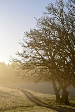 Trees along a road in the evening sun